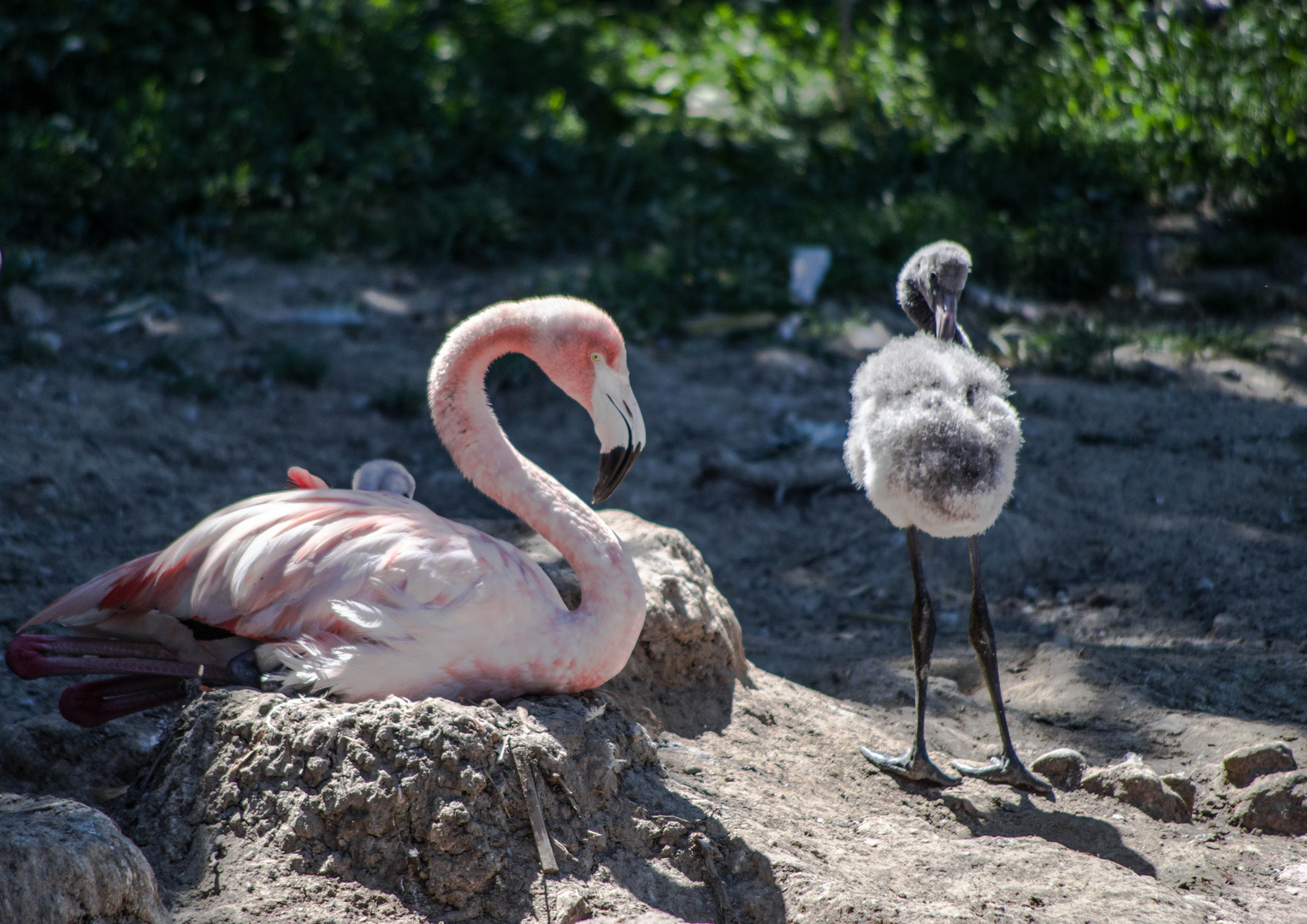 parc aux oiseaux Villars les Dombes