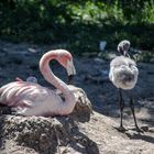 parc aux oiseaux Villars les Dombes