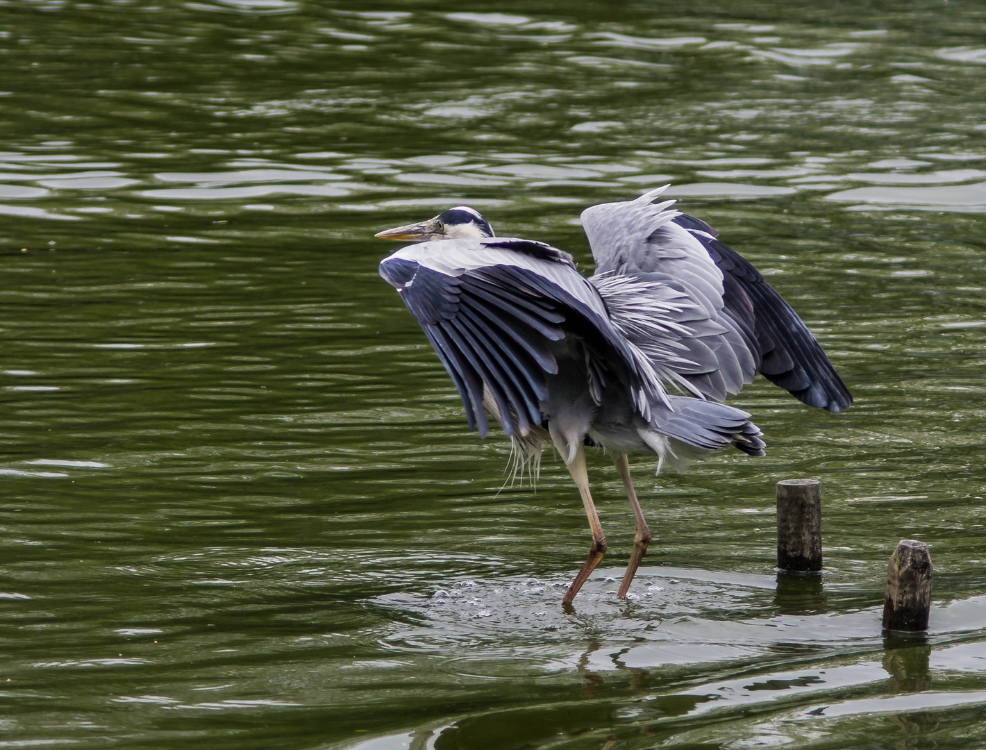 parc aux oiseaux - Villars les Dombes