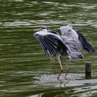 parc aux oiseaux - Villars les Dombes