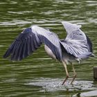 parc aux oiseaux - Villars les Dombes