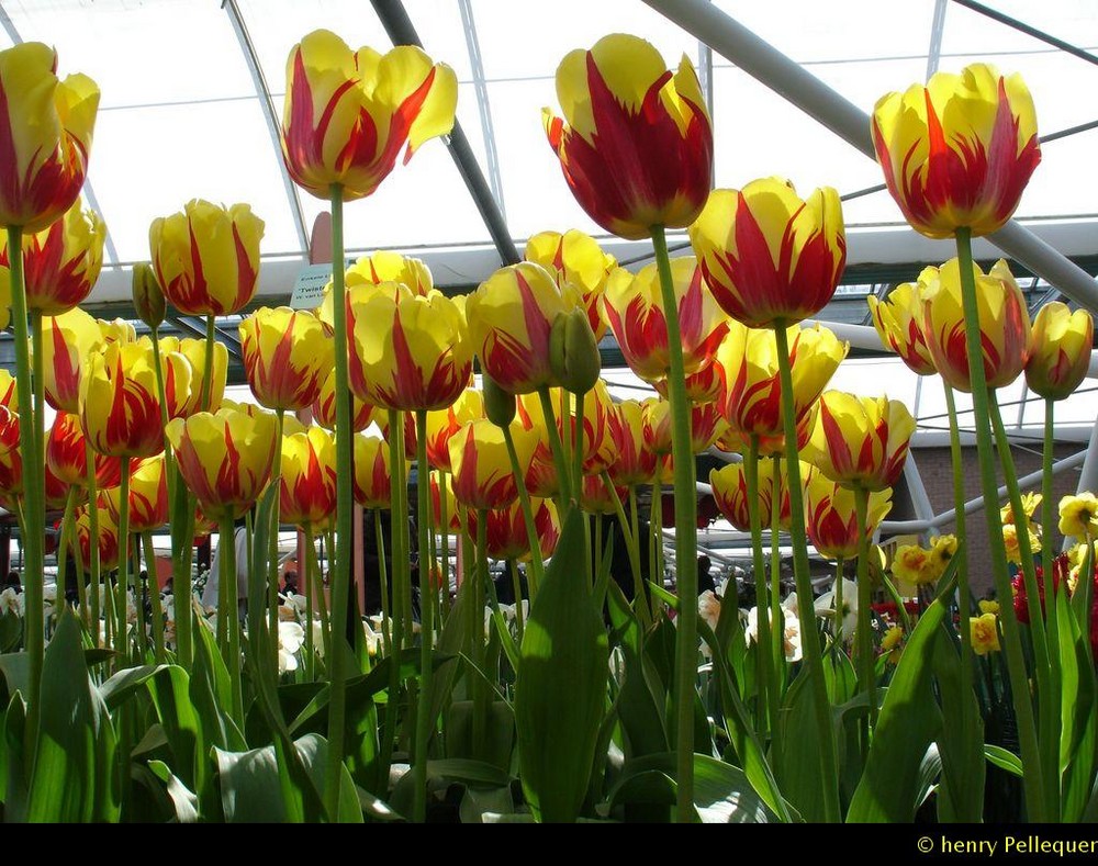 Parc aux Tulipes de KEUKENHOF en Hollande