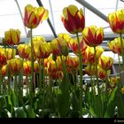 Parc aux Tulipes de KEUKENHOF en Hollande