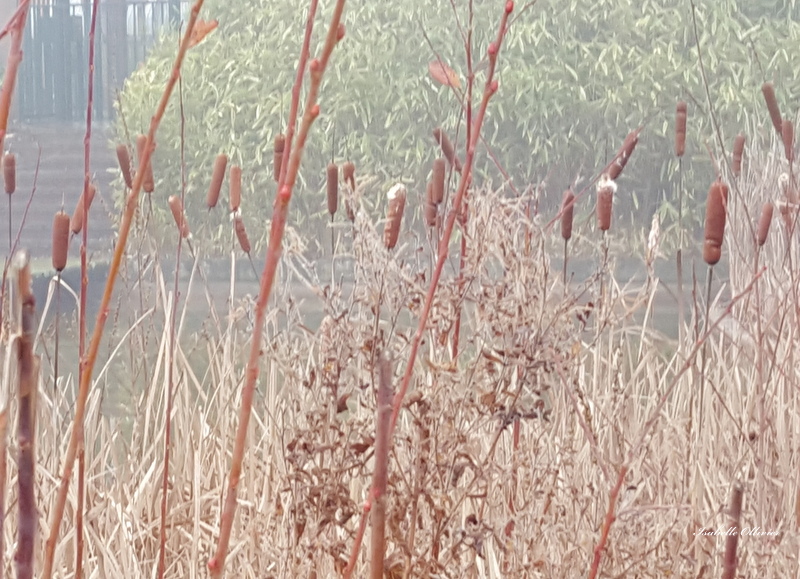 Parc de Cergy Saint Christophe .