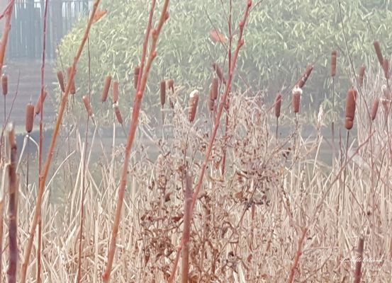 Parc de Cergy Saint Christophe .