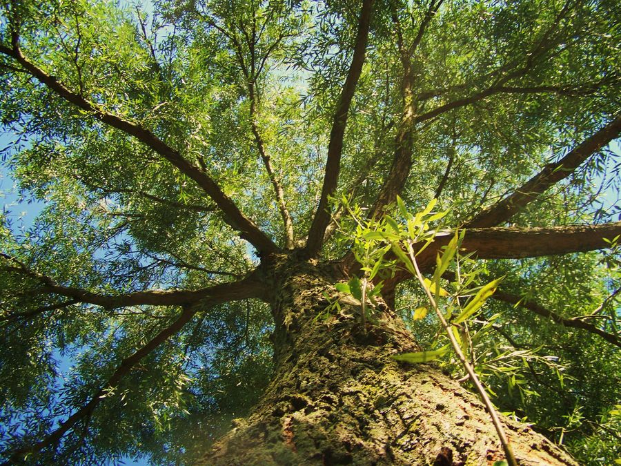 parc de la bouvaque à Abbeville (80)