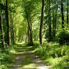 PARC DE L'ABBAYE A LIESSIES DANS LE NORD 