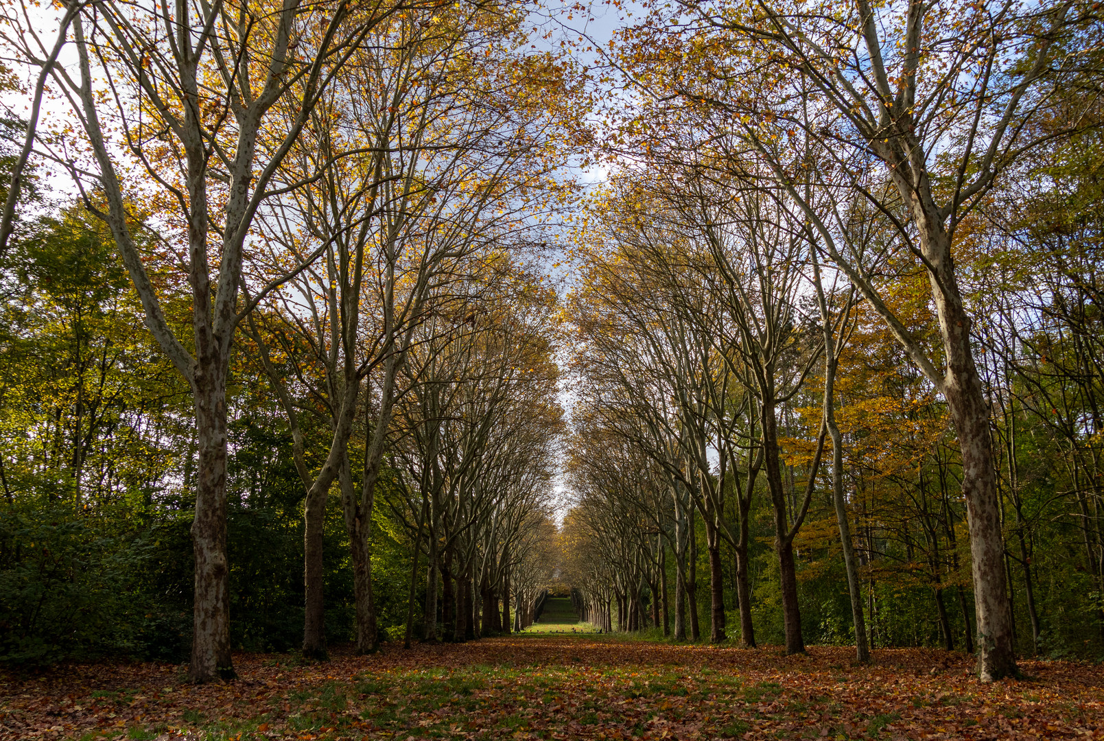 Parc de Sceaux - Automne 2019 a