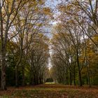 Parc de Sceaux - Automne 2019 a