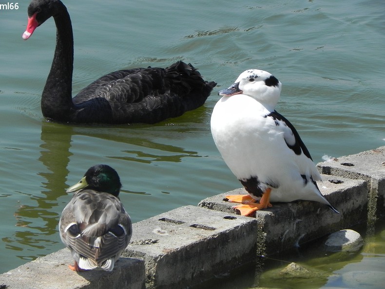 parc de st cyprien