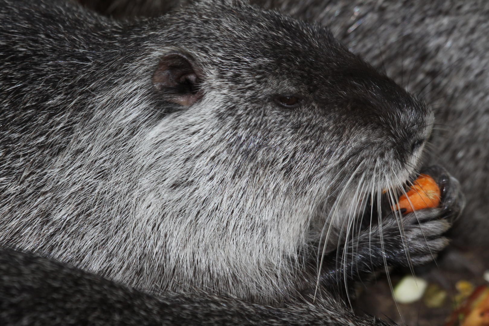 Parc des Cicogne - Hunawihr - Biberratte - Nutria