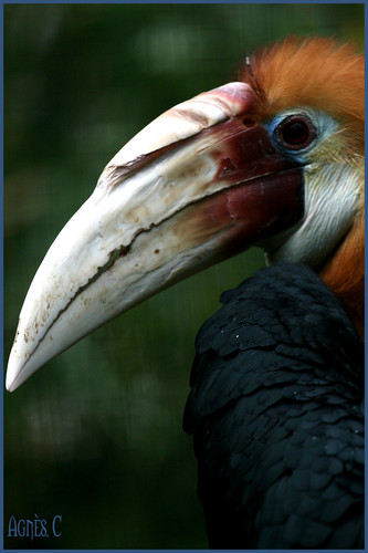 Parc des oiseaux