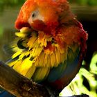 Parc des oiseaux villars les dombes -