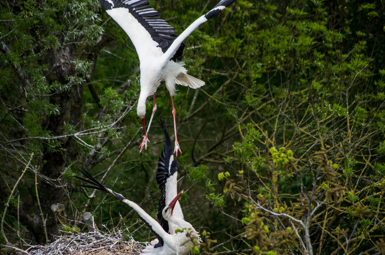 parc des oiseaux Villars les Dombes