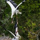 parc des oiseaux Villars les Dombes