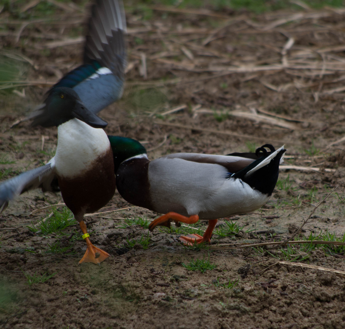 Parc des oiseaux Villars les Dombes