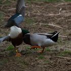 Parc des oiseaux Villars les Dombes