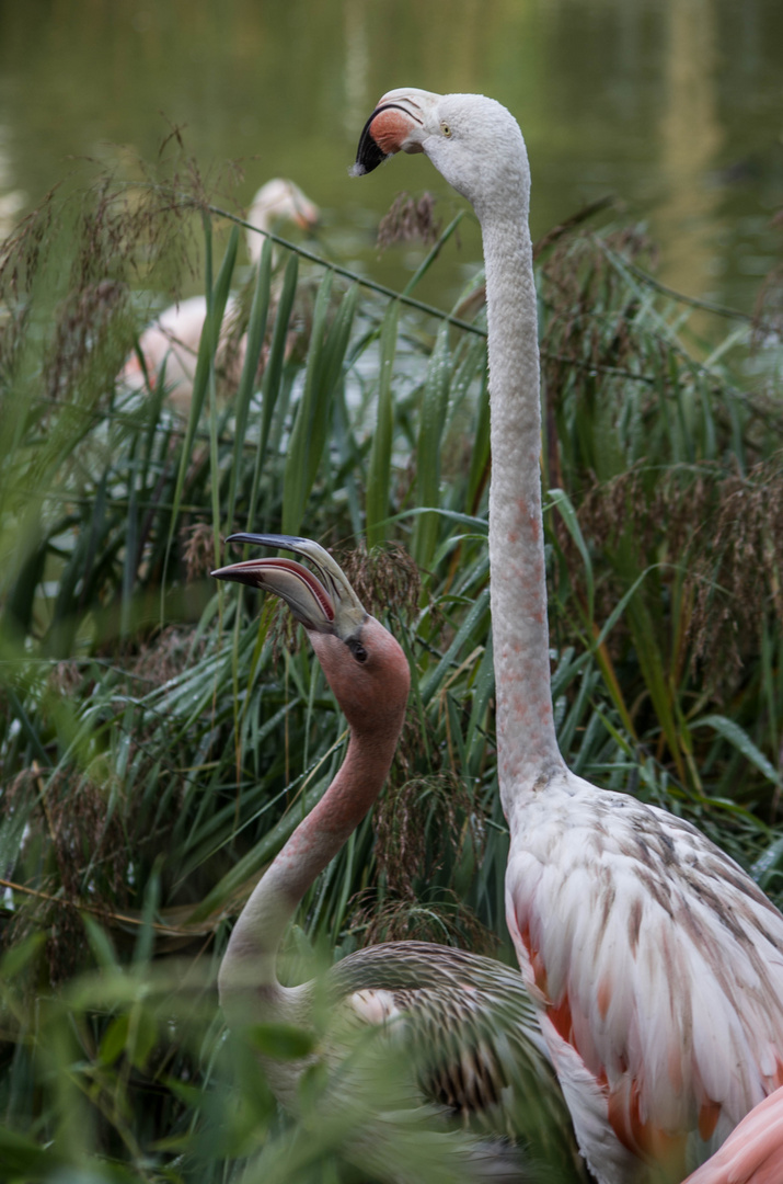 parc des oiseaux Villars les Dombes