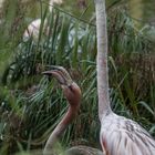 parc des oiseaux Villars les Dombes