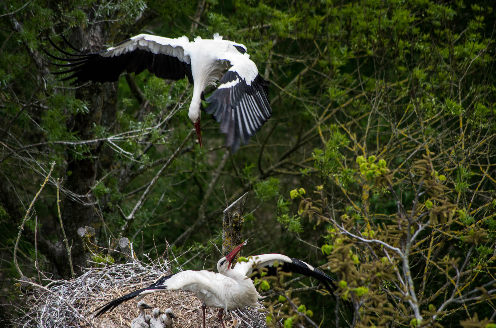 parc des oiseaux Villars les Dombes