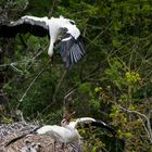 parc des oiseaux Villars les Dombes