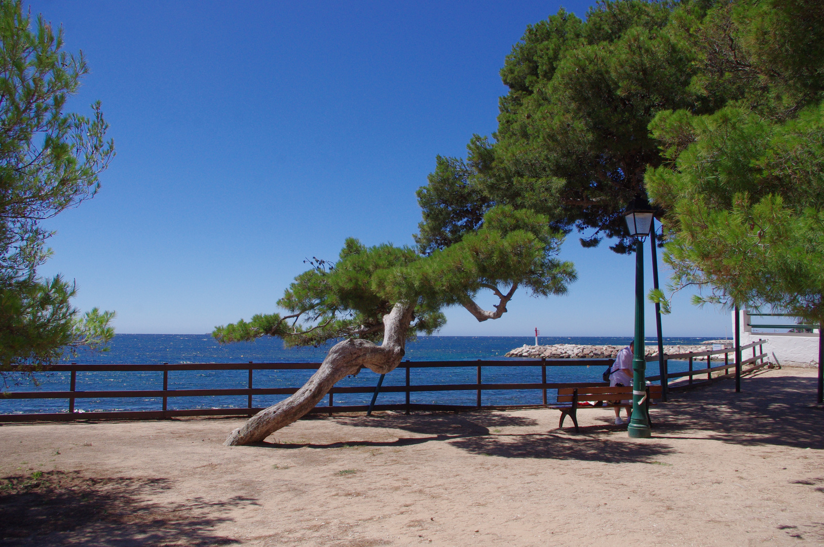 parc des pins penchés, Carqueiranne, Var