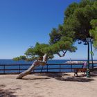 parc des pins penchés, Carqueiranne, Var