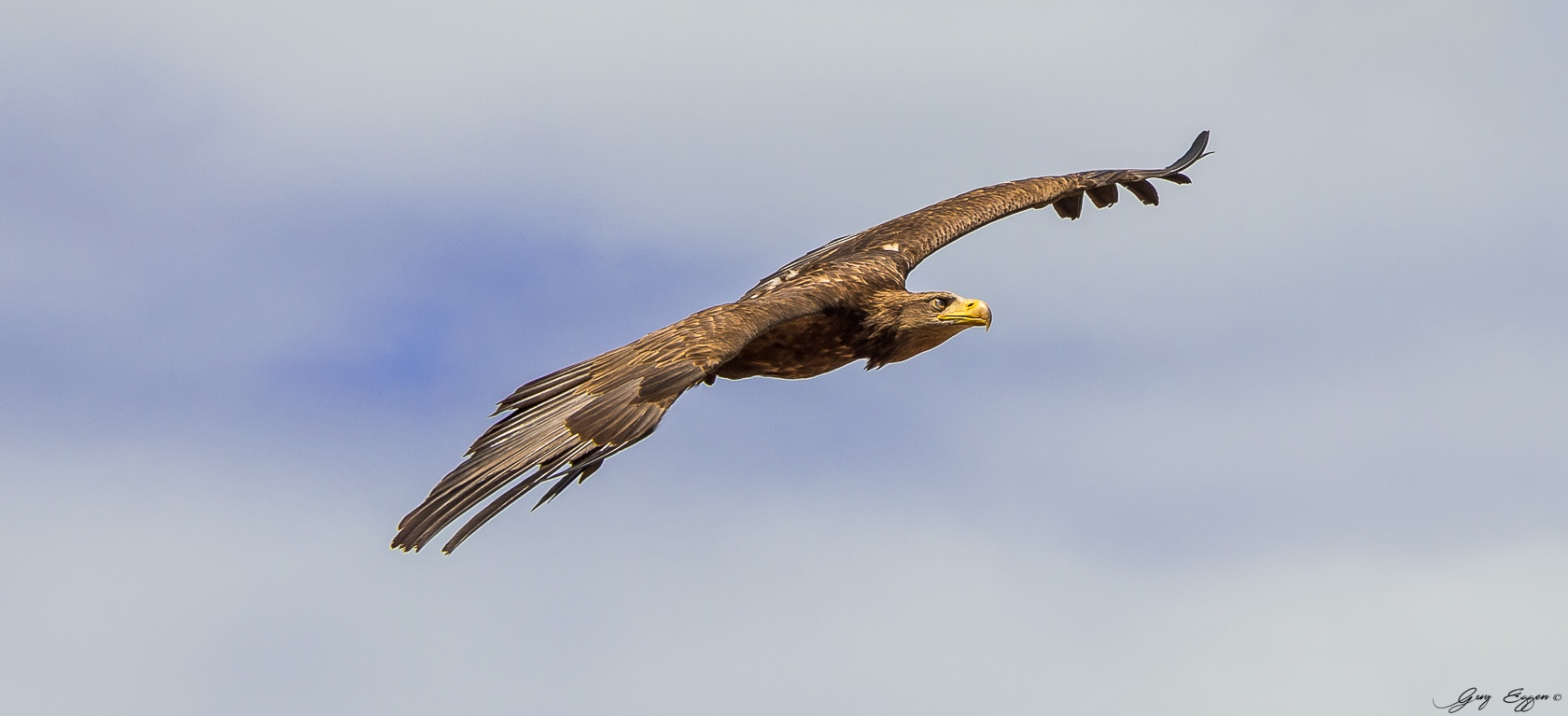 Parc du Puy du Fou - L'aigle royal -76