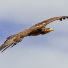 Parc du Puy du Fou - L'aigle royal -76