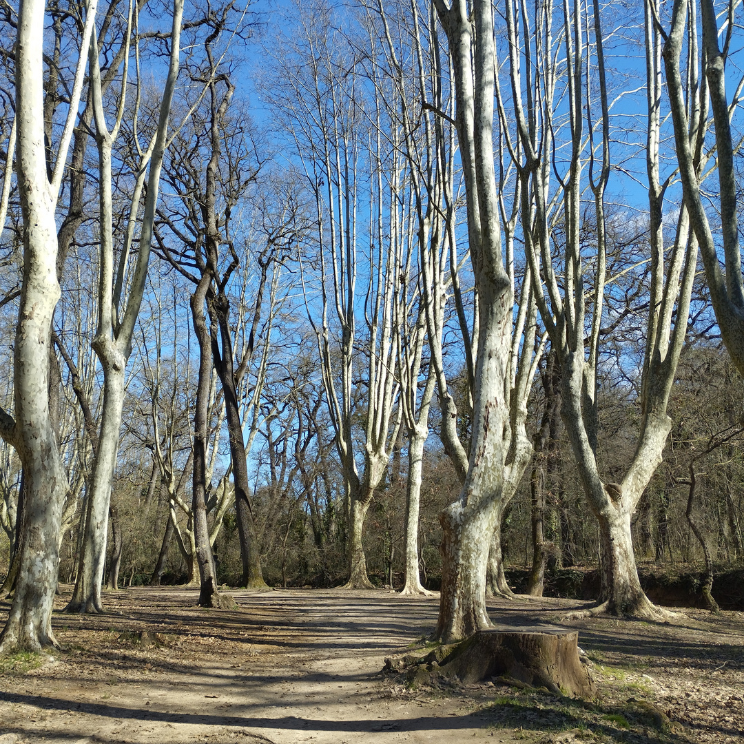 Parc du Roy René, Valabre, bouches du thône