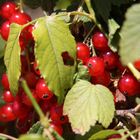 Parc du Wesserling, Johannisbeeren