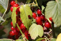 Parc du Wesserling, Johannisbeeren