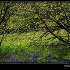 Parc Marguerite Yourcenar, mont noir.