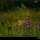 Parc Marguerite Yourcenar, mont noir