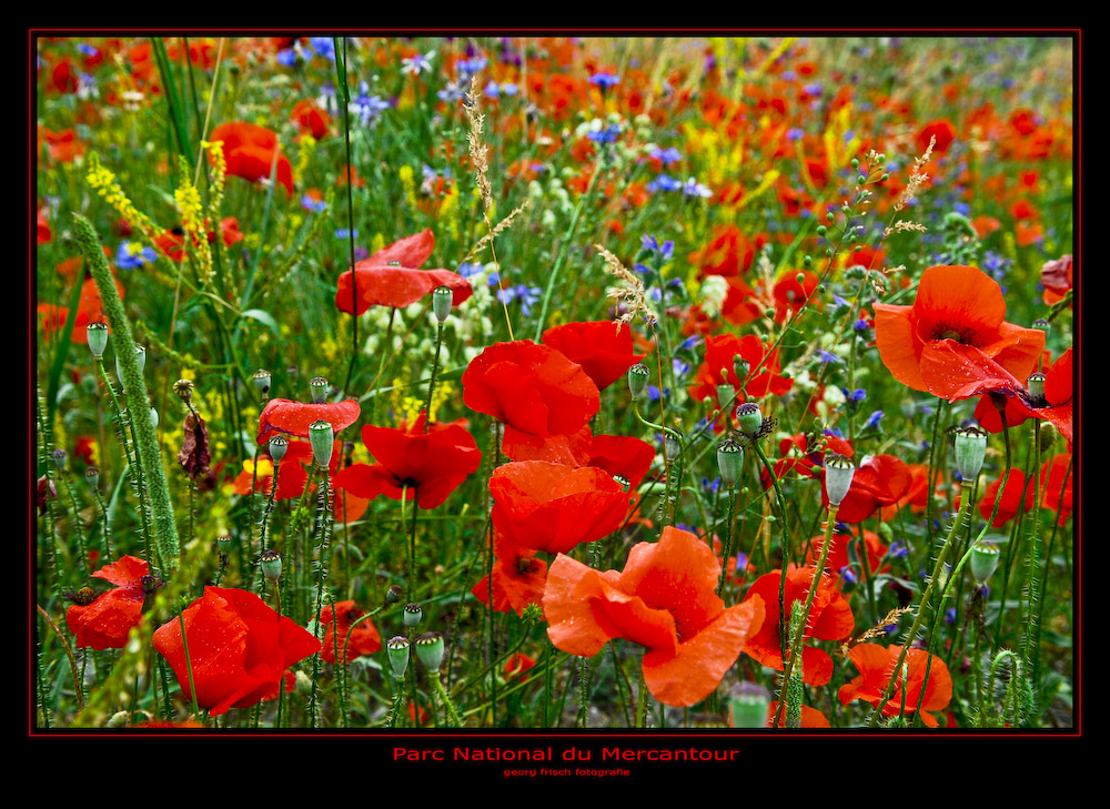 Parc National du Mercantour - flowerpower