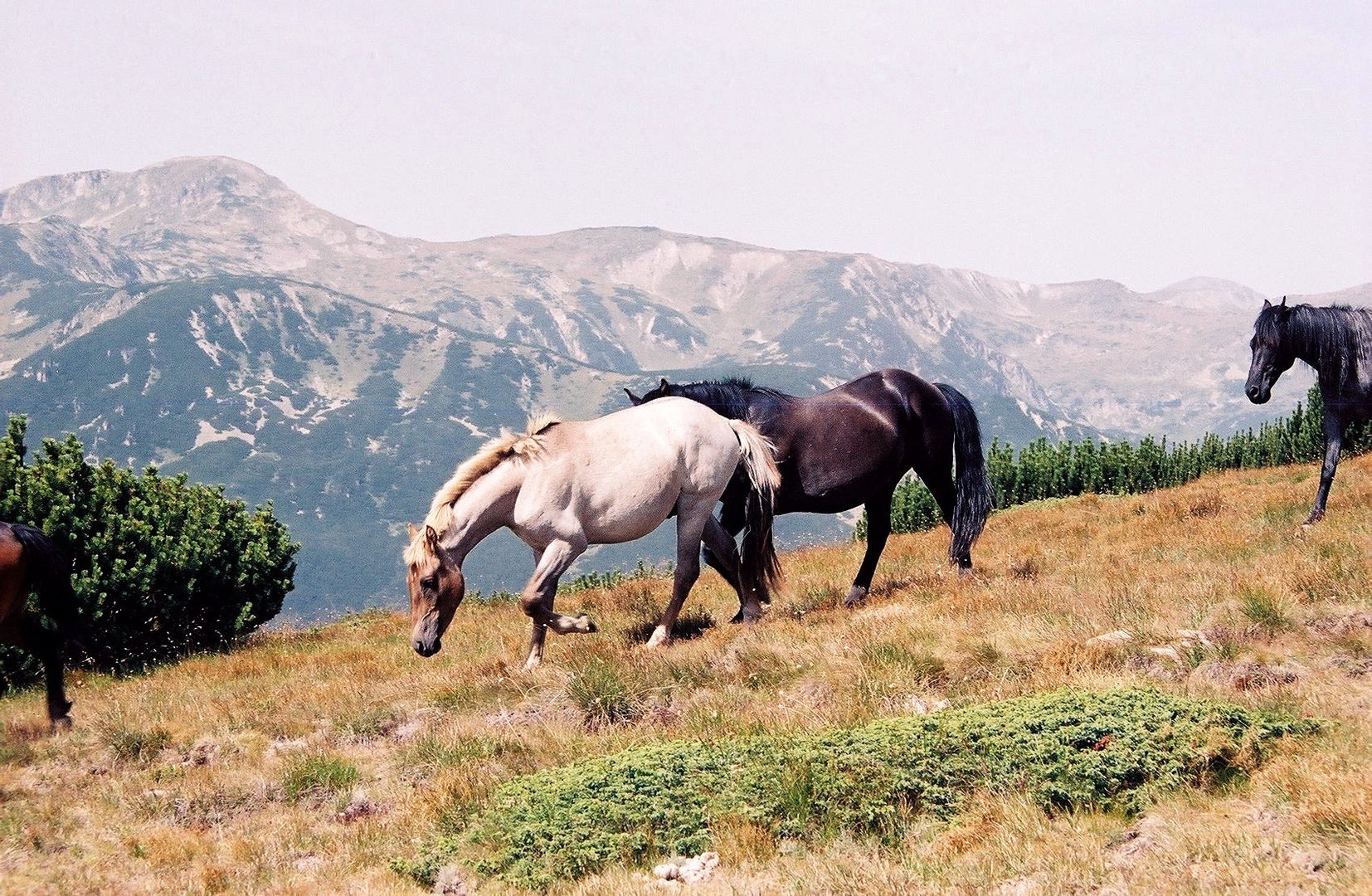 Parc national du Pirin en Bulgarie