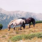 Parc national du Pirin en Bulgarie