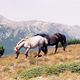 Parc national du Pirin en Bulgarie