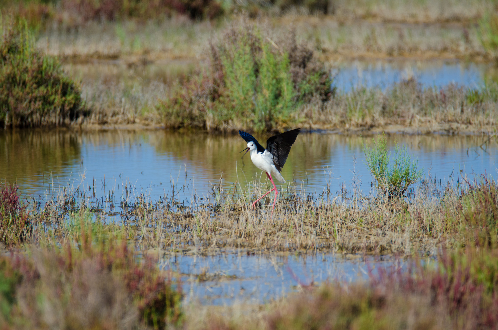 Parc natural de s'Albufera