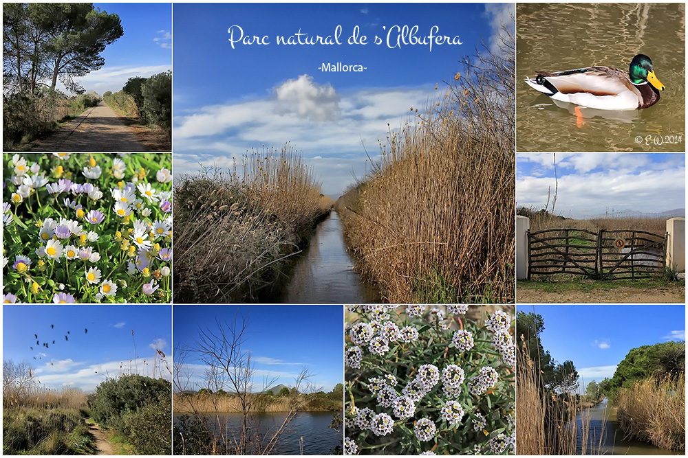 PARC NATURAL DE S'ALBUFERA