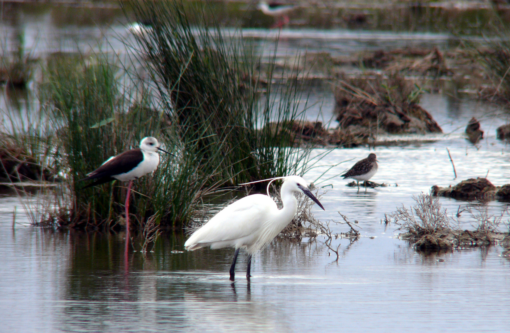 Parc natural de s'Albufera de Mallorca