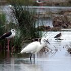 Parc natural de s'Albufera de Mallorca