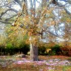 parc par une belle journée d'automne