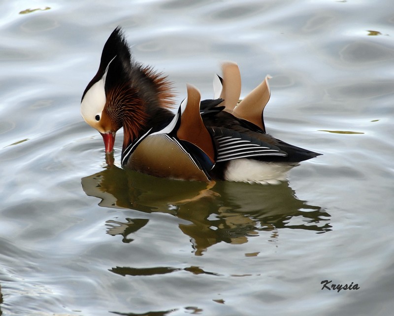 parc phénix canard mandarin