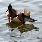 parc phénix canard mandarin