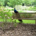 Parc près d'une roseraie à Doué-la-Fontaine (Maine-et-Loire)