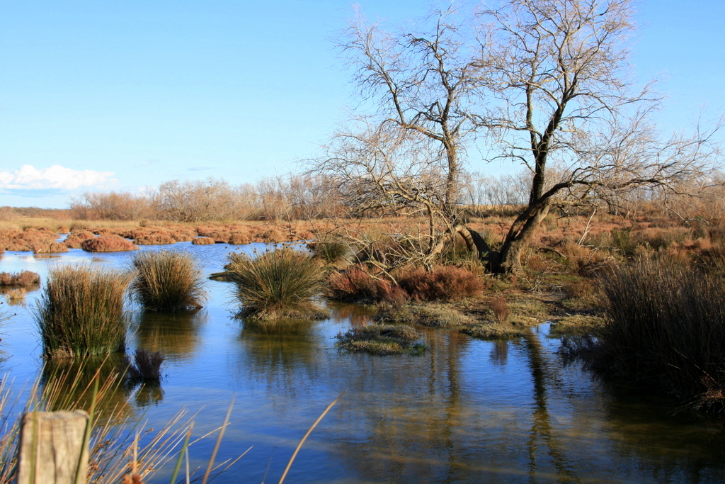 Parc régional de Camargue