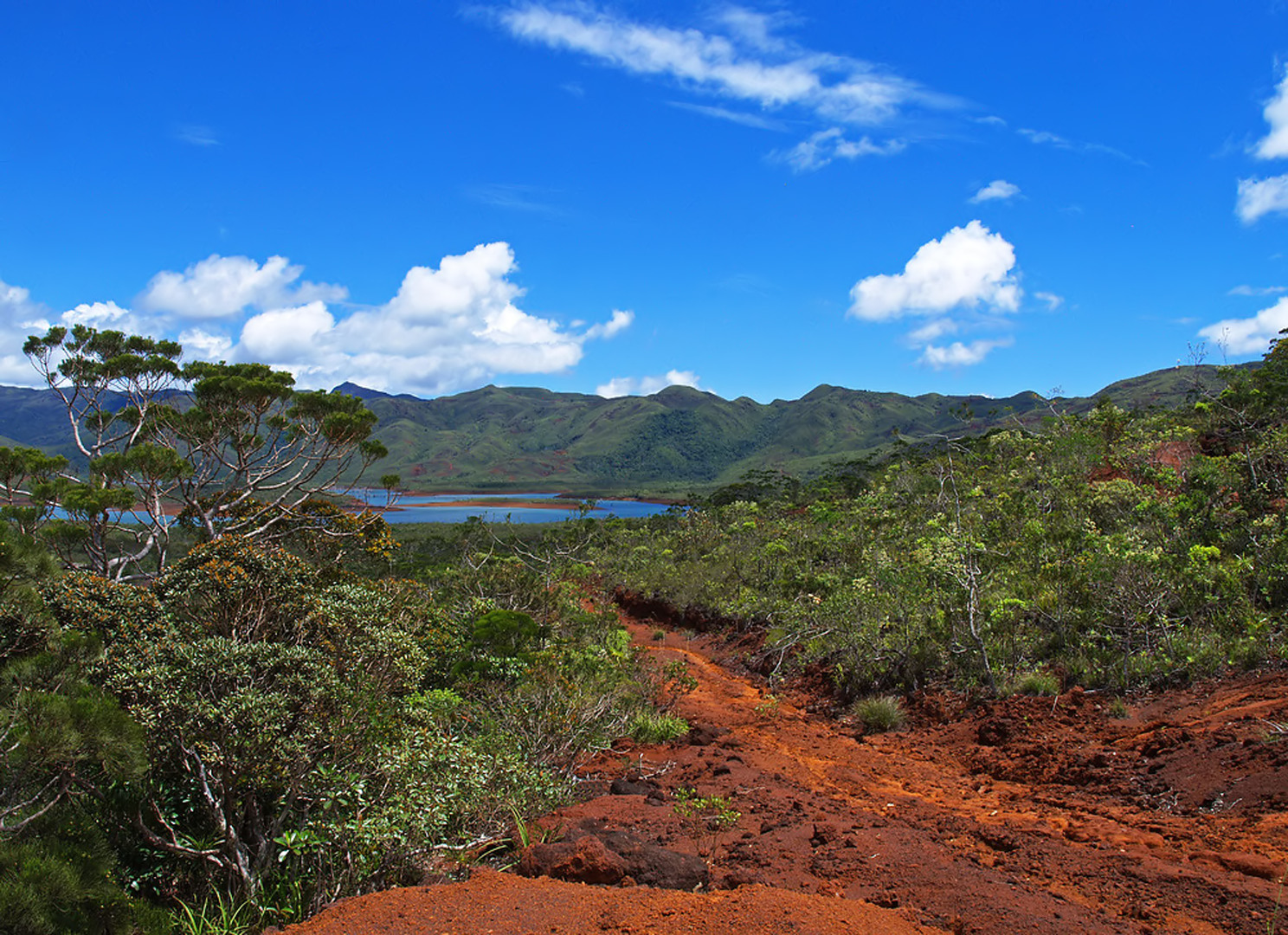 Parc Régional de la Rivière Bleue, NouvelleCalédonie photo et image