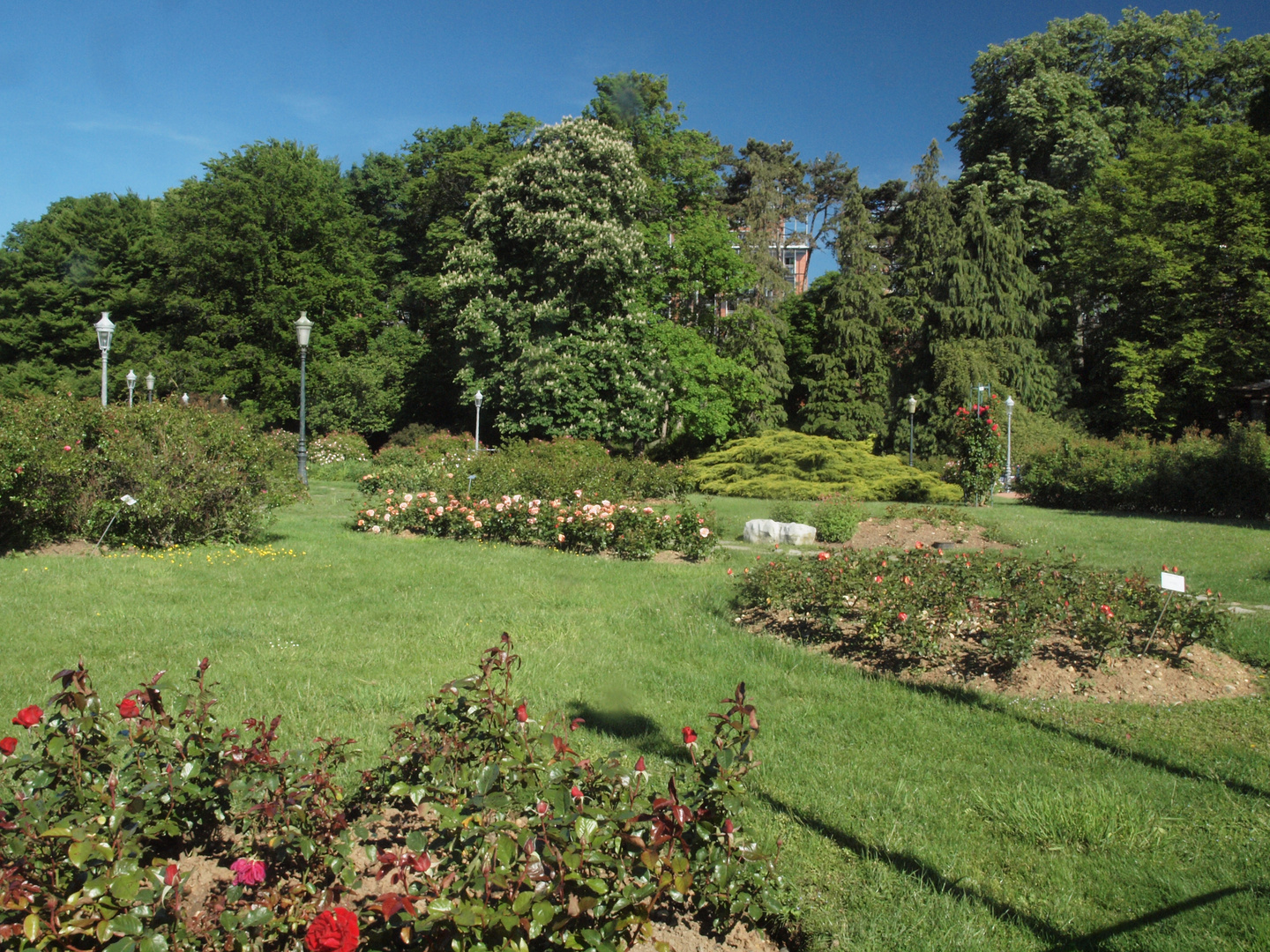 parc tete d'or  roserai