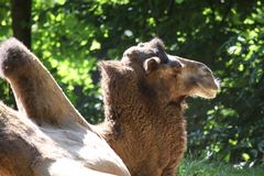 Parc Zoologique & Botanique Mulhouse Alsace, Baktrisches Kamel